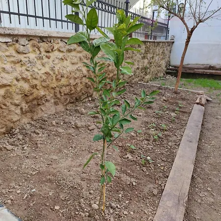 מלון Sefin Villasi