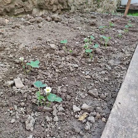 Sefin Villasi מלון אנטליה